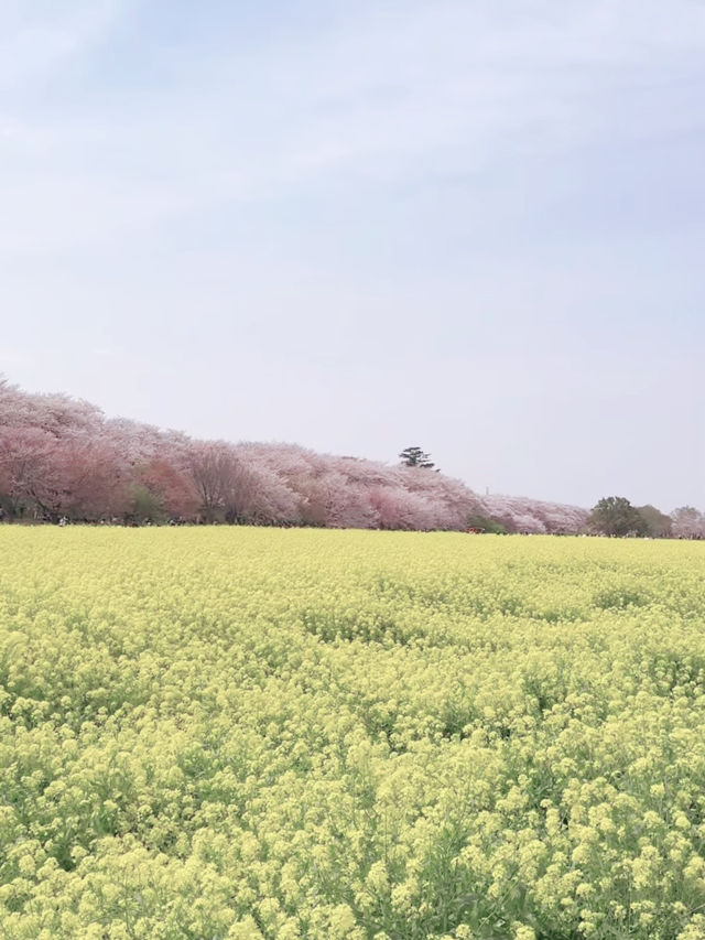 Sakura Tunnel Meets Rapeseed Sea – A Gongendo Dreamscape