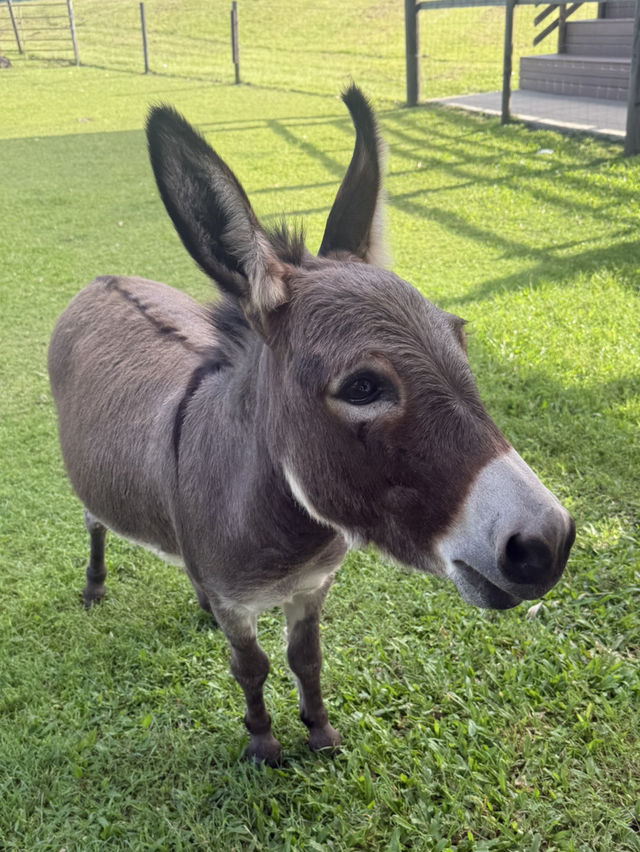 🦘🐨💕Up Close with Kangaroos at Lone Pine Sanctuary