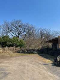 제주 한옥카페 후기 🌿🏡