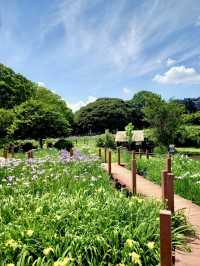 A Nature-Filled Day in Tatebayashi – Flowers, Shrines & Stillness