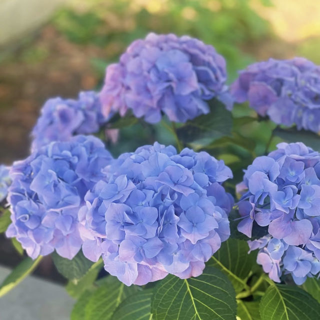 ～繡球花下～東莞人民公園～