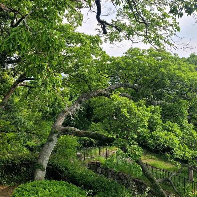 후쿠오카의 여름은 아름답다 🇯🇵🌿