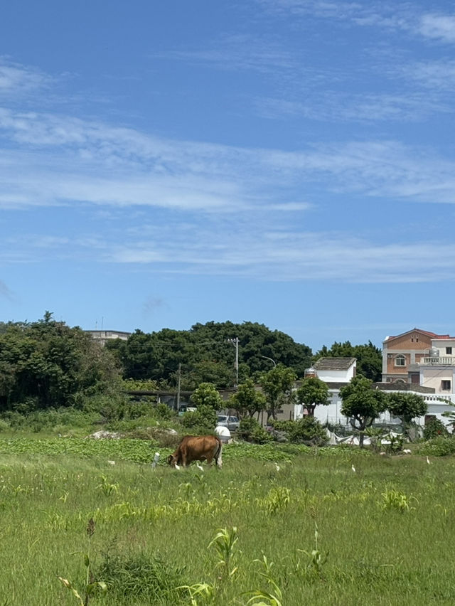 海風裡的節氣記憶——端午漫步烈嶼