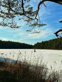 #AncientWhispers – A Moment in Tyresta National Park