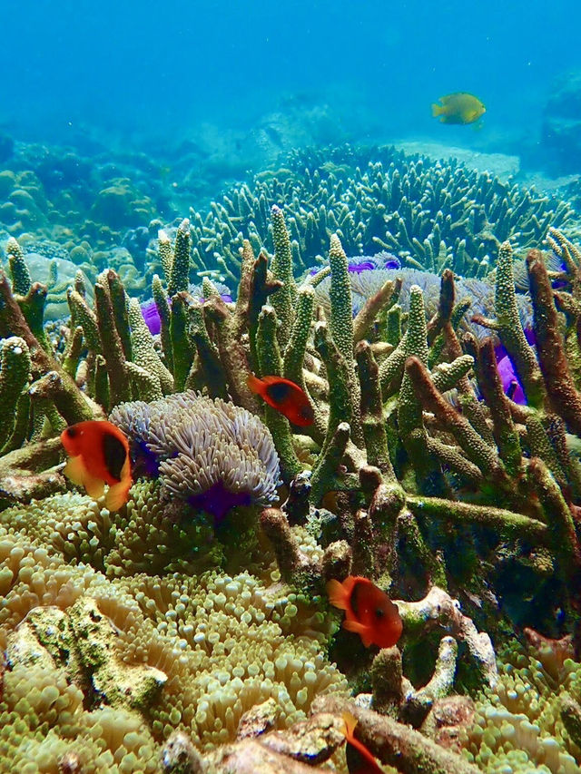 ありのままの自然がここに。シミランで心をリセット🌿🌊