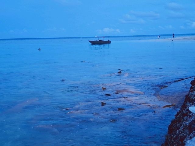 🦈鯊魚蜂擁而至的酒店 Plumeria Maldives 🩵🩵