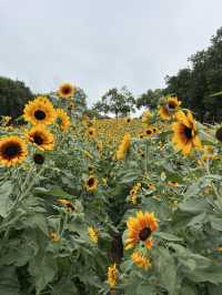 深圳太陽花田 地鐵直達商場旁