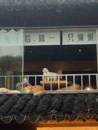คาเฟ่แมวในซูโจว Cat twelve ถนน pingjiang 🇨🇳