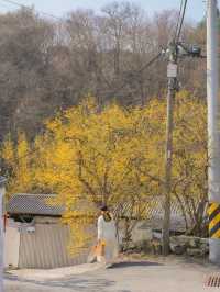  한적하게 만나기 좋은 가득 만개한 산수유 스팟🌼