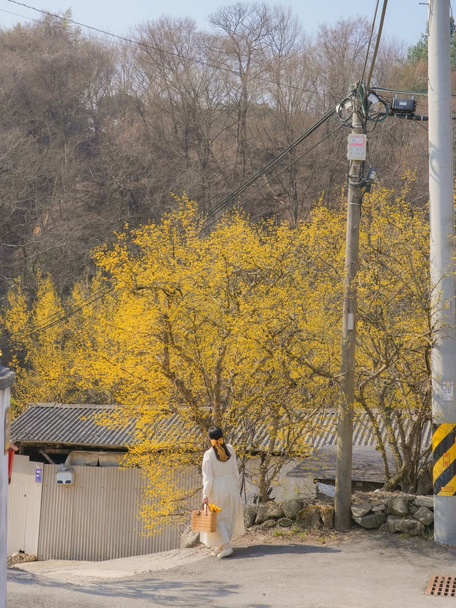  한적하게 만나기 좋은 가득 만개한 산수유 스팟🌼