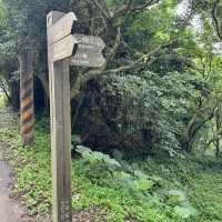 陽明山山豬湖山走走