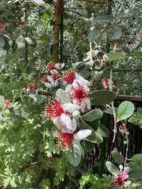 Flower Dome - Garden by the bay