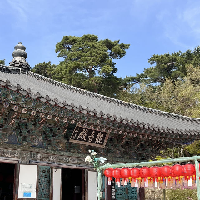 경주 벚꽃, 유채꽃 데이트 🌸💛 