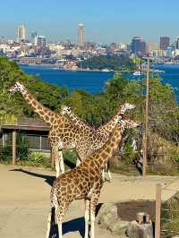 ออสเตรเลีย🇦🇺