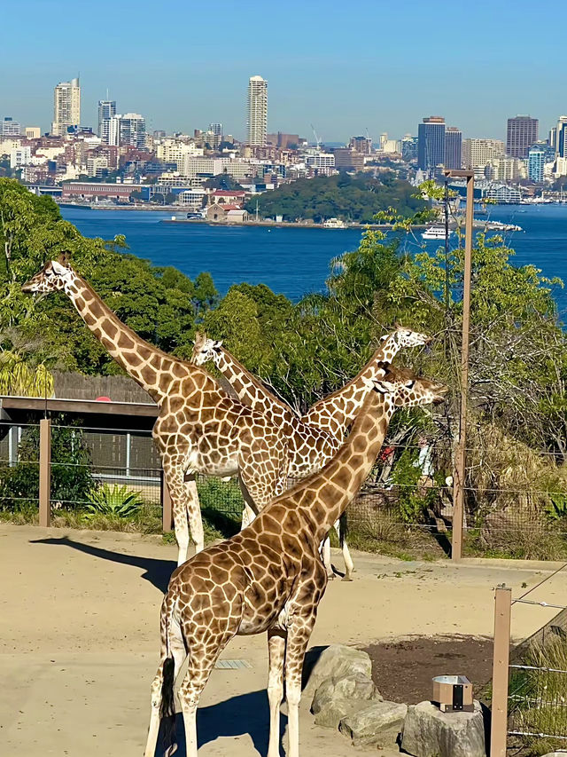 ออสเตรเลีย🇦🇺