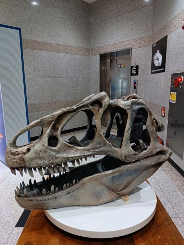 실내 탐험이 즐거운 고성공룡박물관🦖