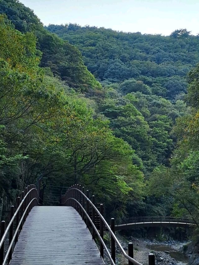 Quiet Trails & Cloud-Hugging Views at Mujangbong