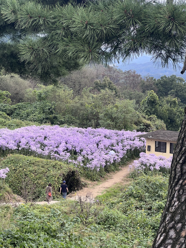 문경 봉천사 개미취 여행코스 추천💜