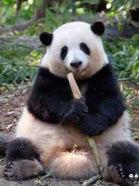 去成都大熊猫繁育研究基地 點樣睇花花🌸🐼