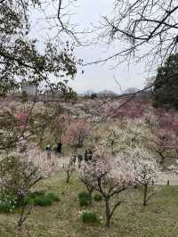 🌸 สวนต้นท้อ (Osaka Castle Plum Grove) 🌸