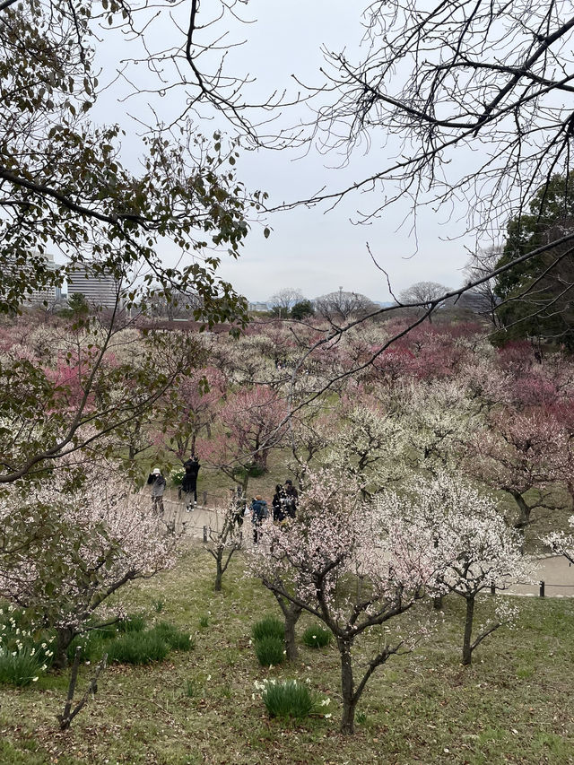 🌸 สวนต้นท้อ (Osaka Castle Plum Grove) 🌸