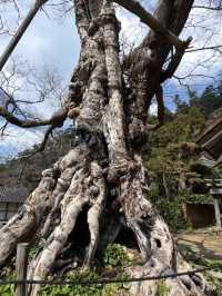 縁結びの聖地へ🌿氣多大社で心を整える神社旅