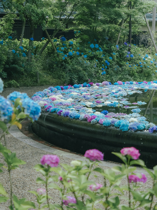 【大阪】紫陽花スポット！期間限定の紫陽花の池✨