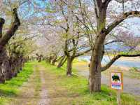 แม่น้ำฮิโนะคิไน (Hinokinai River / 檜木内川) 