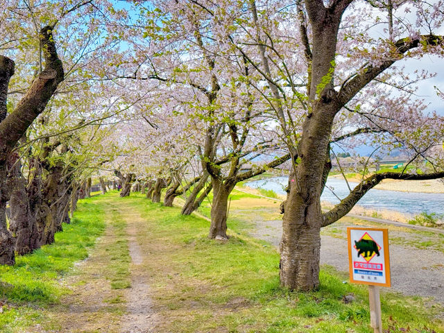แม่น้ำฮิโนะคิไน (Hinokinai River / 檜木内川) 