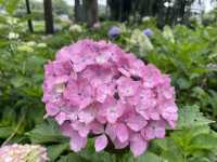 宇治人氣 過萬棵紫陽花 神社