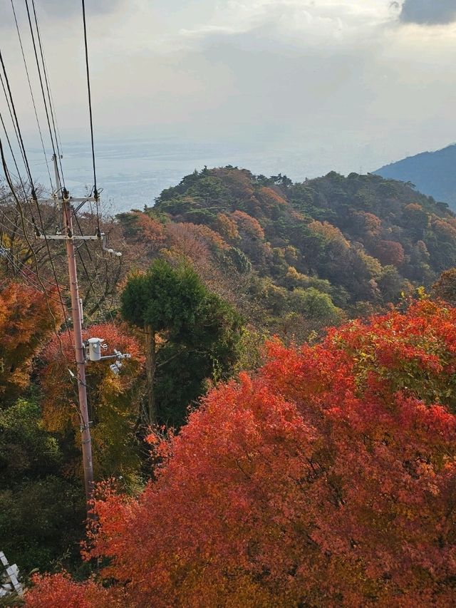 🚠乘纜車，穿越日本神戶六甲山的綠意時光