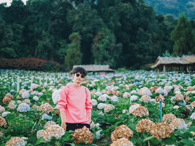 ทุ่งดอกไฮเดรนเยีย ขุนแปะ