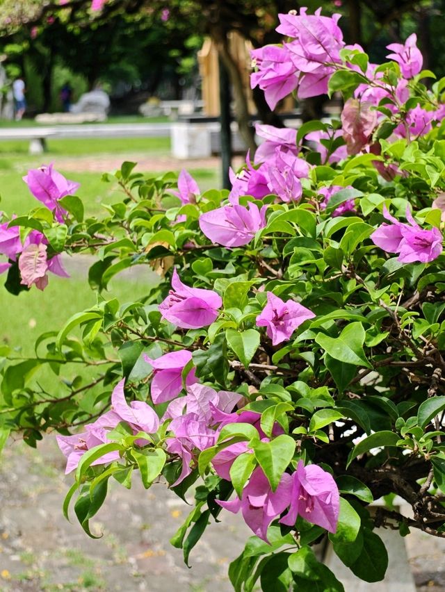 Lumphini Park, Bangkok. 