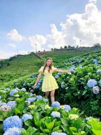 Hydrangea san (ไฮเดรนเยียซัง) ดอยแม่มอญ เชียงราย