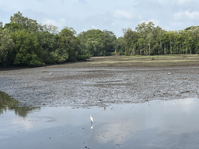🌿 Morning Escape to Nature at Sungei Buloh Wetland Reserve 🐊🦅🌞