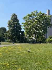 🏞️ Stadtpark Leonberg⛲️