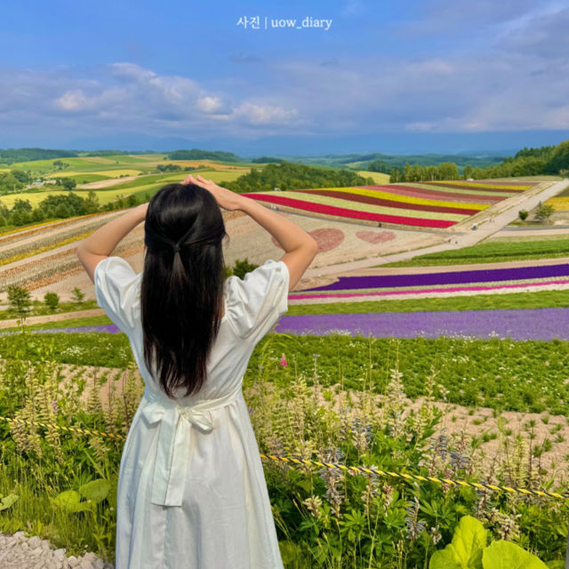 📍홋카이도 여름 여행의 핵심, 비에이 사계채의 언덕🌈