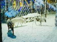 ให้อาหารกวางเรนเดียร์ China Snow Town 