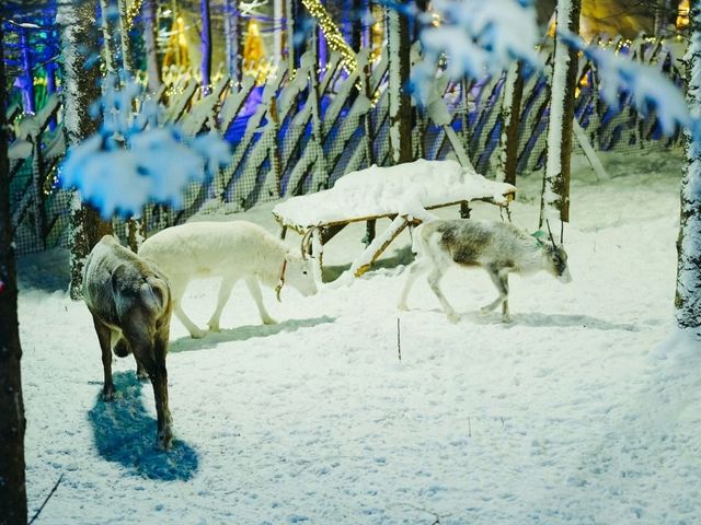ให้อาหารกวางเรนเดียร์ China Snow Town 