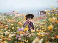 สวนดอกไม้ ไร่GB เขาค้อ