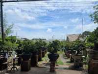 ตลาดต้นไม้สันติสุข สามโคก ปทุมธานี