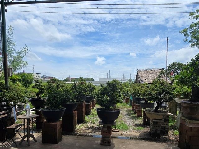 ตลาดต้นไม้สันติสุข สามโคก ปทุมธานี