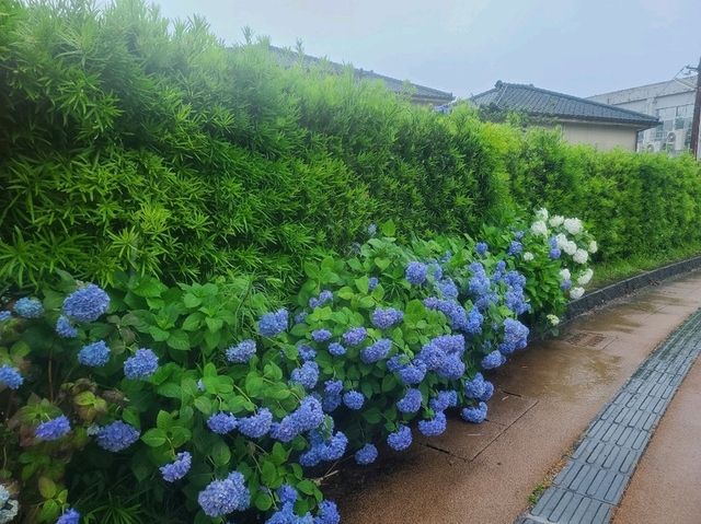 가고시마의 소교토 치란~!