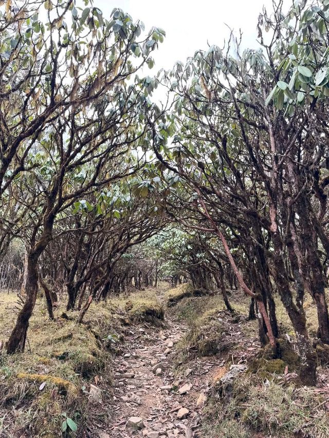 Wandering Phobjikha Valley