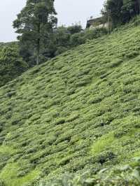 【インド・ダージリン Happy Valley Tea Garden】本場ダージリンティーを五感で味わう場所