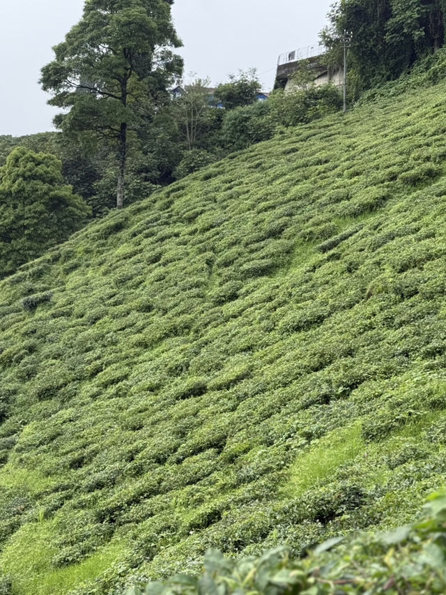 【インド・ダージリン Happy Valley Tea Garden】本場ダージリンティーを五感で味わう場所