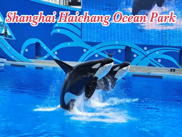 Shanghai Haichang Ocean Park 🐳