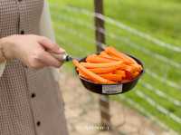 🌿 Akha Farm ดอยช้าง – ฟาร์มแกะสุดอบอุ่น 🐑