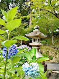三室戶寺賞繡球花