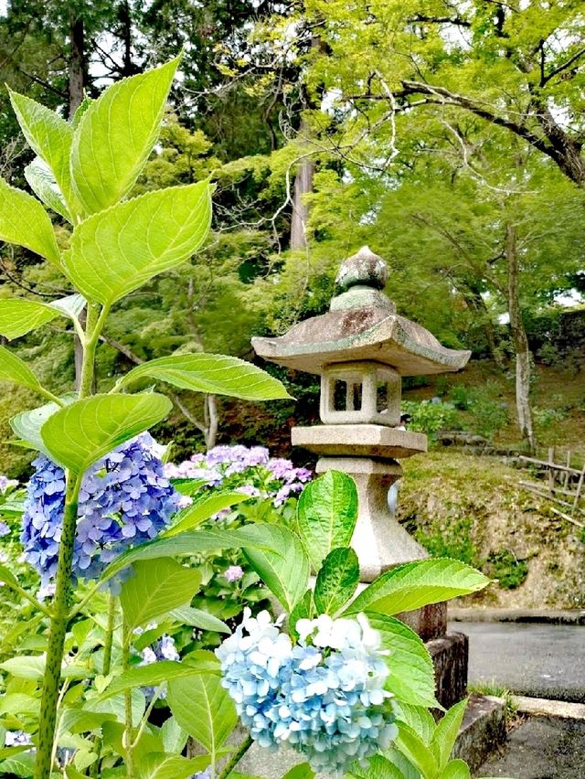 三室戶寺賞繡球花